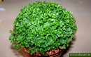 MEADOW SPIKE-MOSS